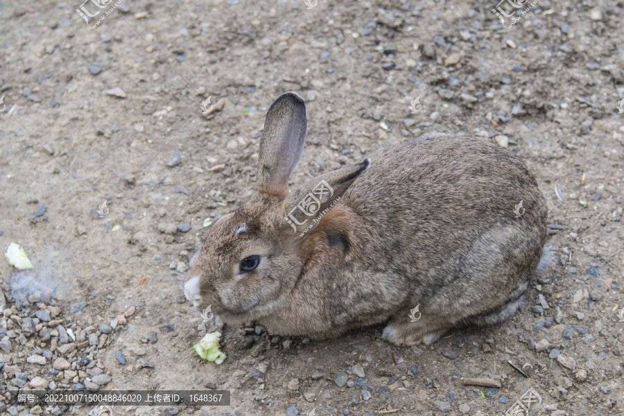 一只爬着吃食的灰色兔子