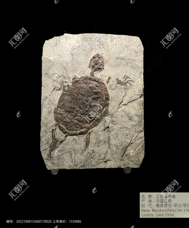 辽西满洲龟