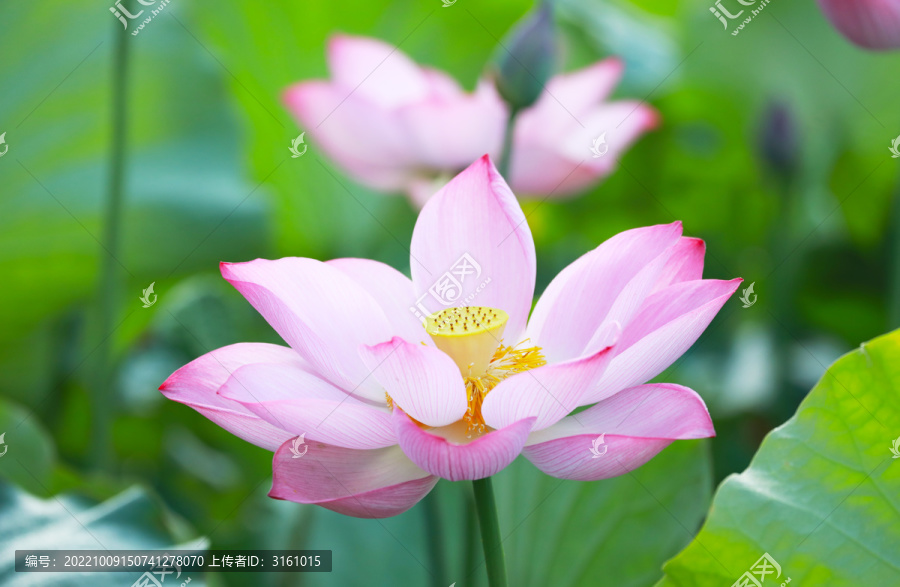 开放中的莲花与黄色花蕊藕莲蓬