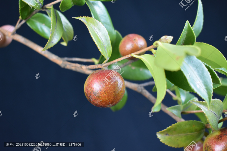 山茶籽油茶籽树枝绿叶子