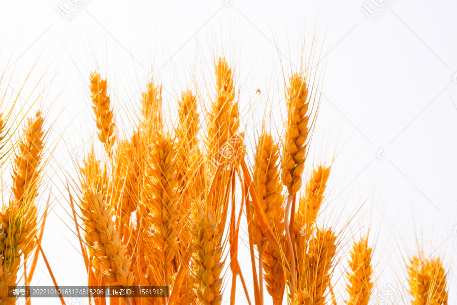 小麦麦地麦子