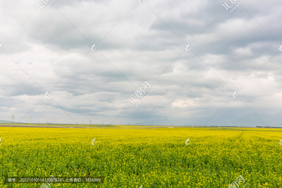 门源油菜花