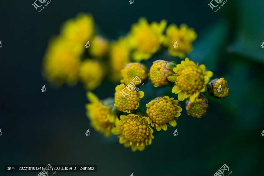 山菊花特写