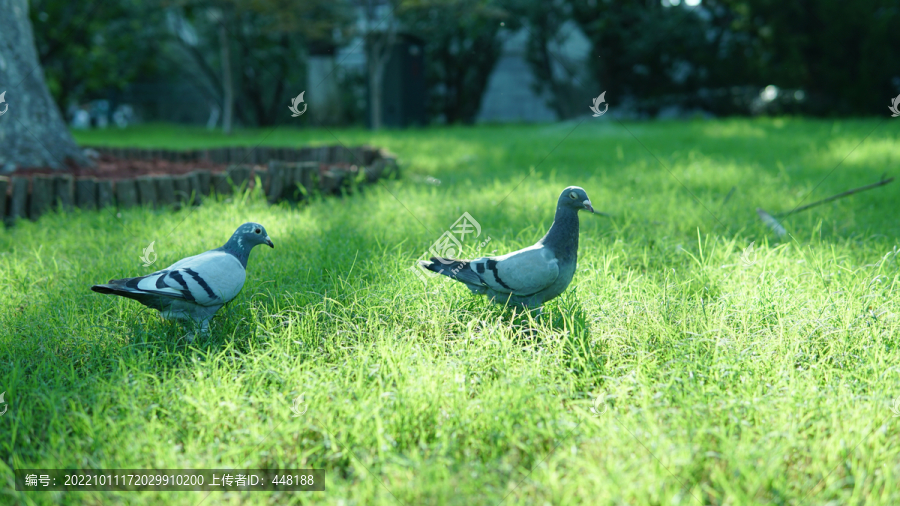 草地上的鸽子