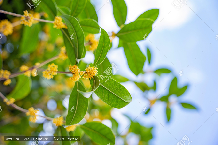 桂花