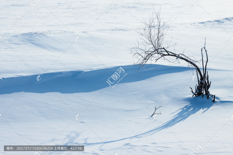 冬季草原雪原树木