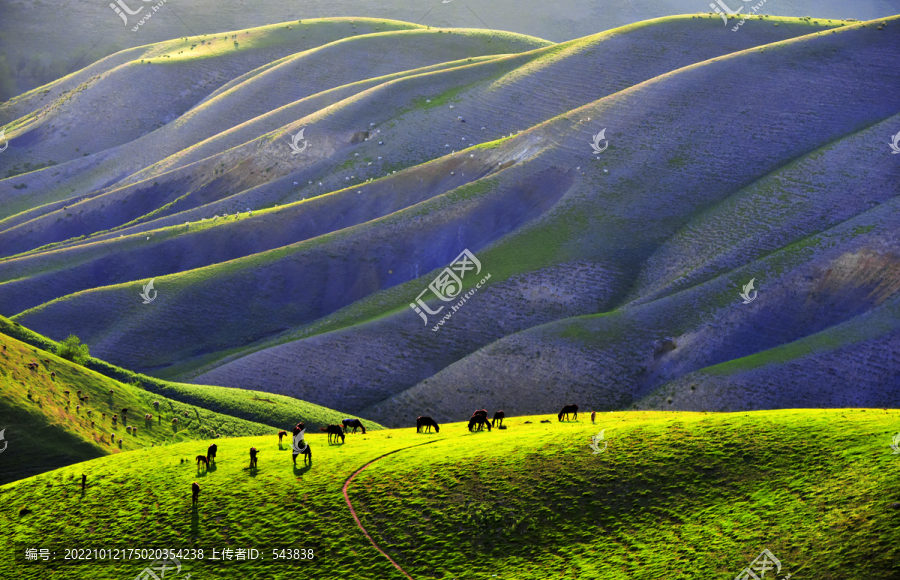 新疆伊犁草原羊群