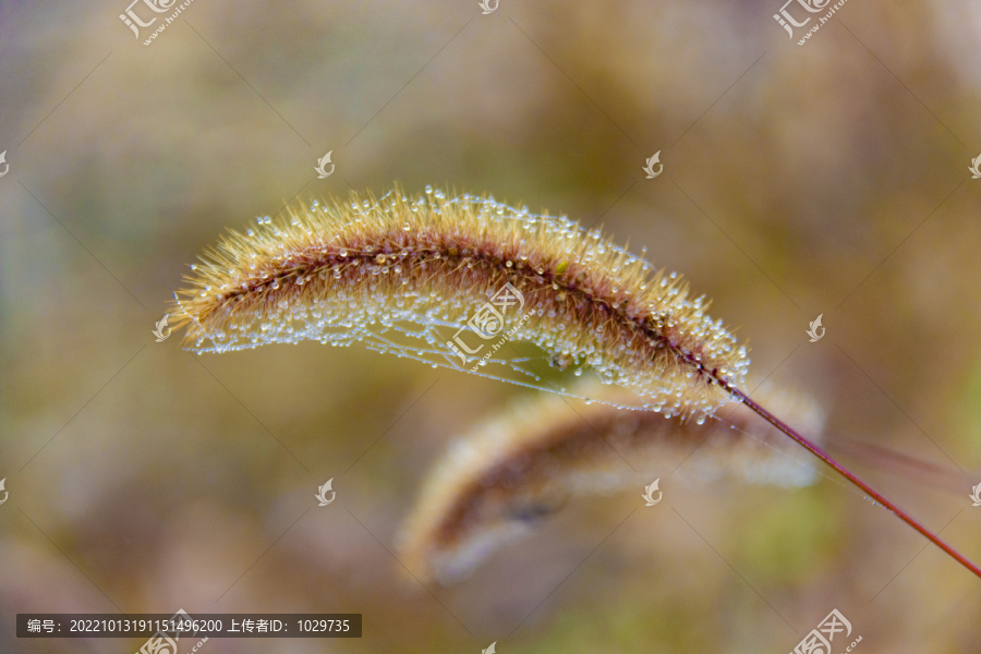 毛茸茸水珠