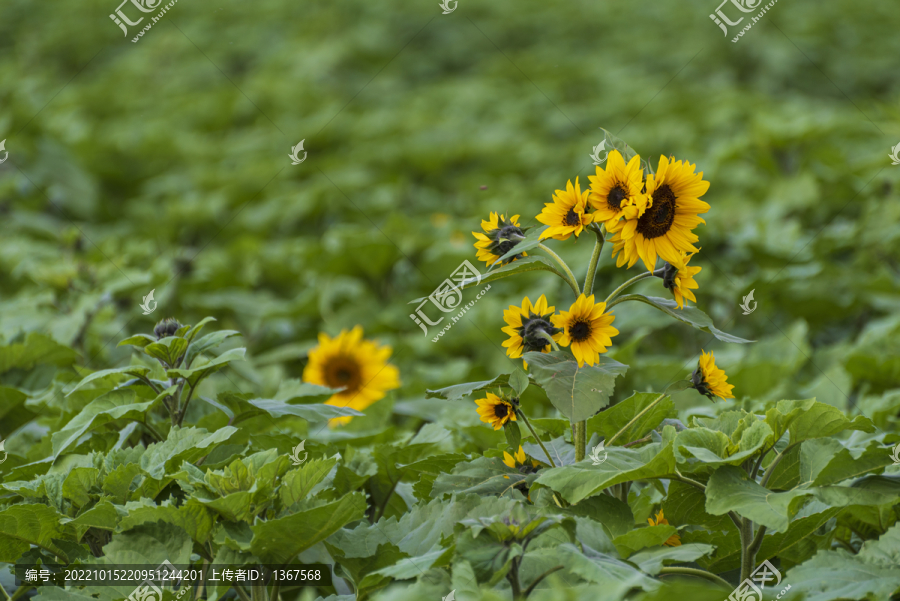 葵花种植