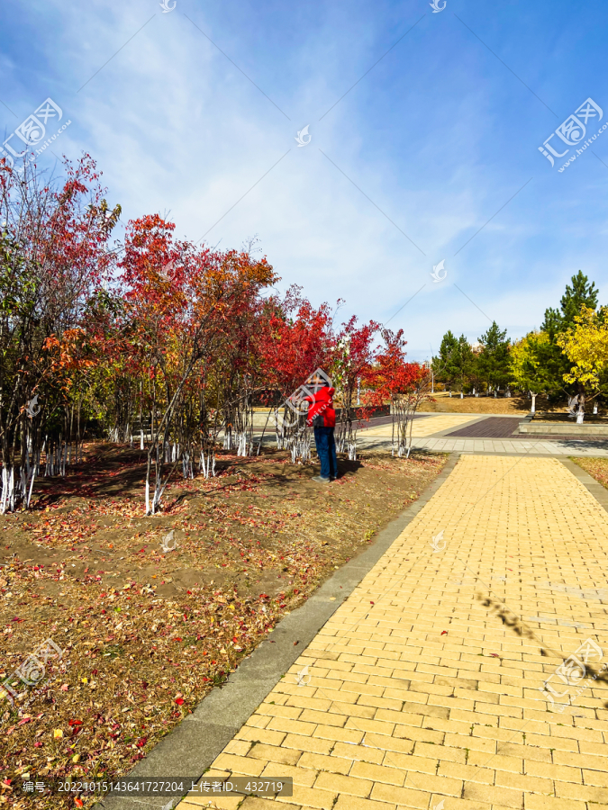 公园秋季树木人行道