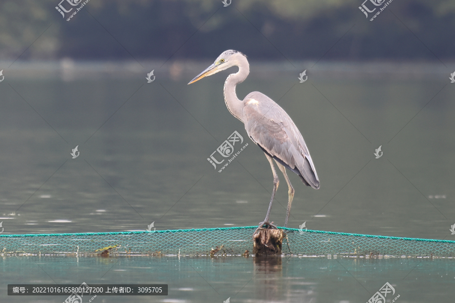西湖苍鹭灰鹭