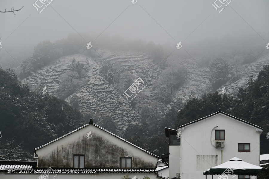 龙井村