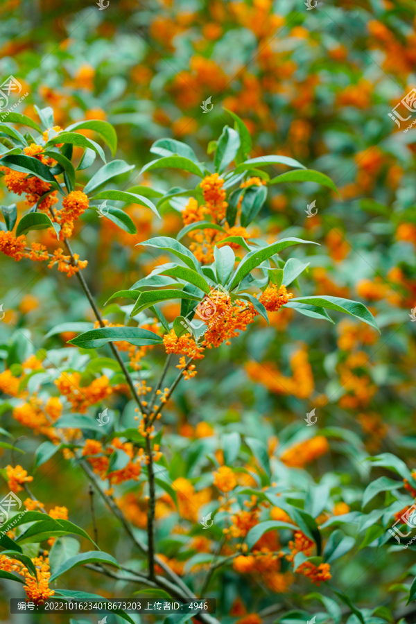 桂花树