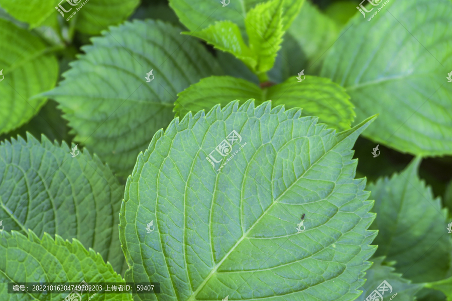 绣球花叶子