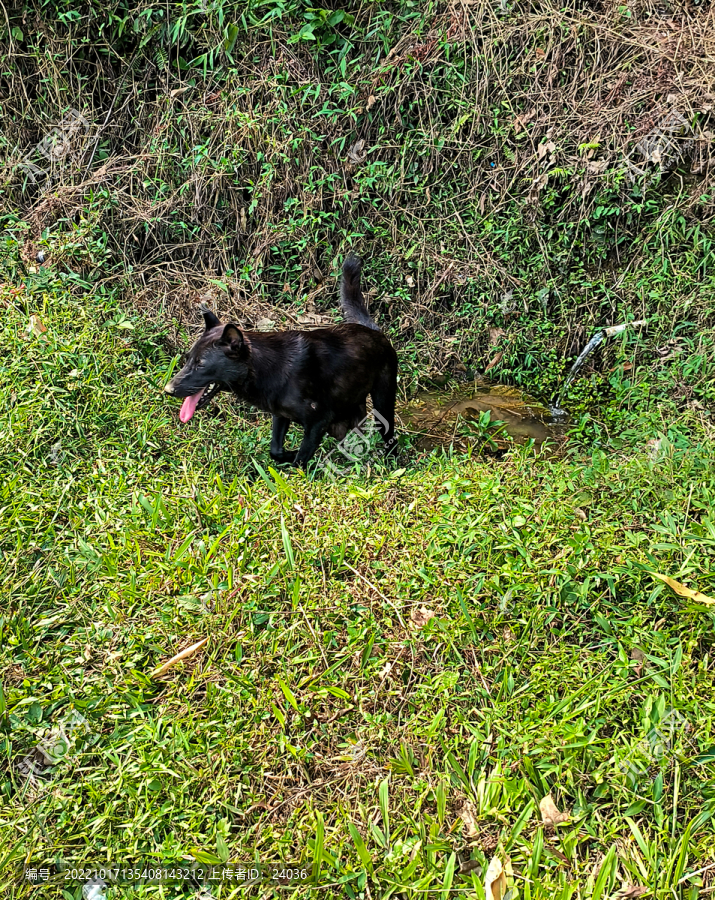 中华田园犬