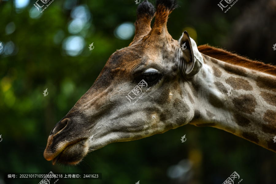 长颈鹿头部高清细节写真