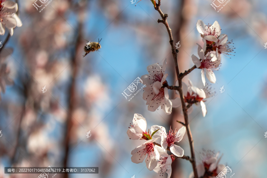 蜜蜂采桃花