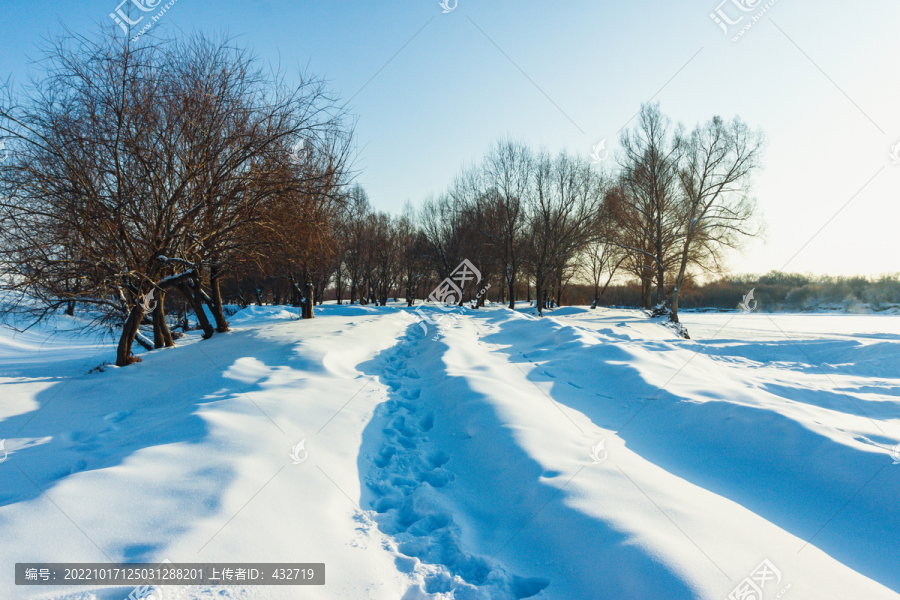 冬季树林积雪雪地脚印