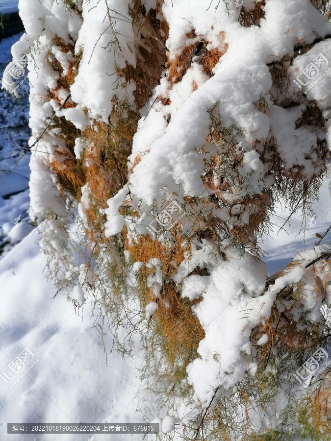 雪