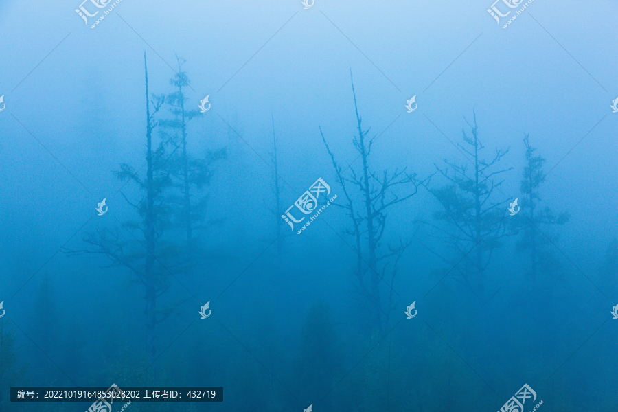晨雾森林