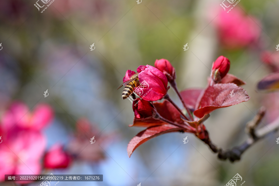 蜂采花