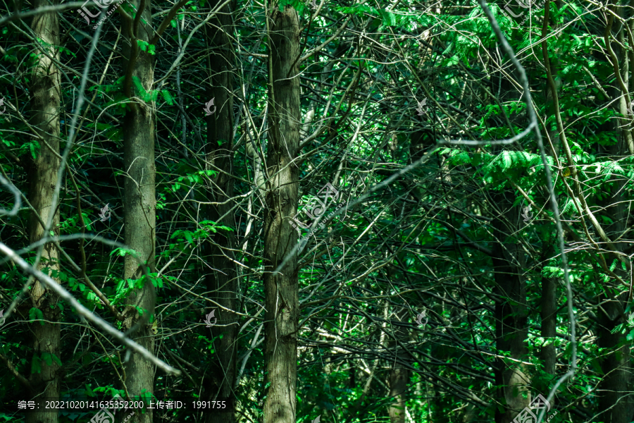 森林绿色树林