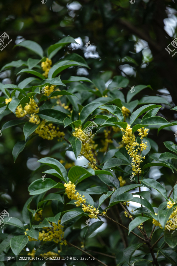 暗调桂花金桂