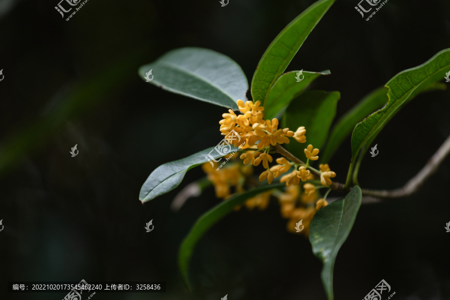 暗调背景下的唯美桂花素材