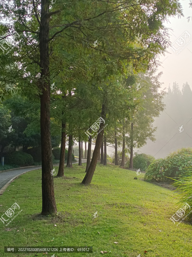 清晨曙光树木草坪