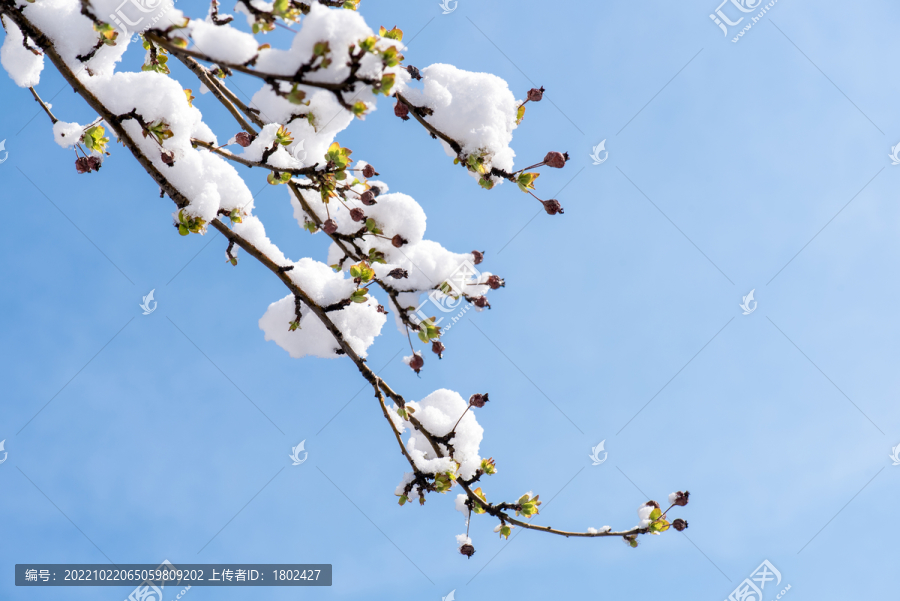 枝头春雪