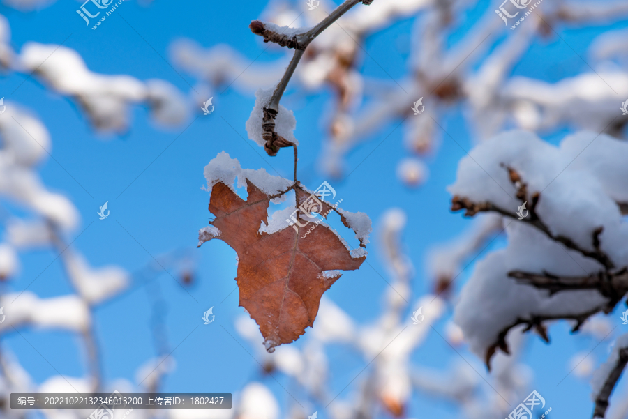 雪后残叶