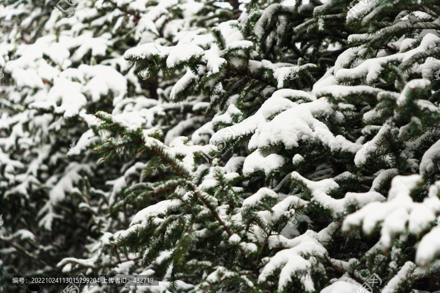 雪后松树