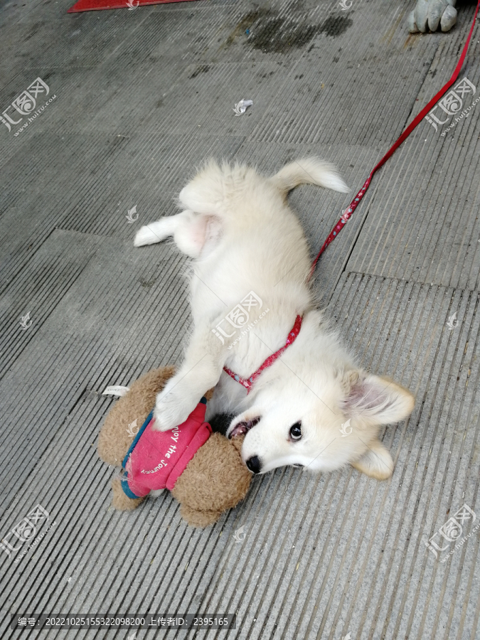 狗狗