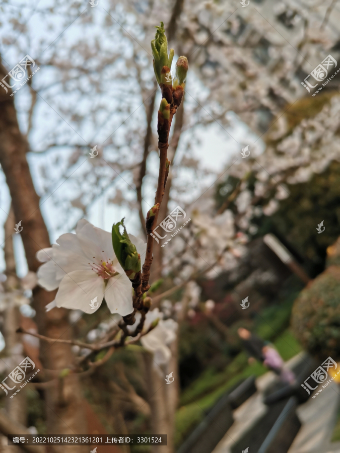 樱花