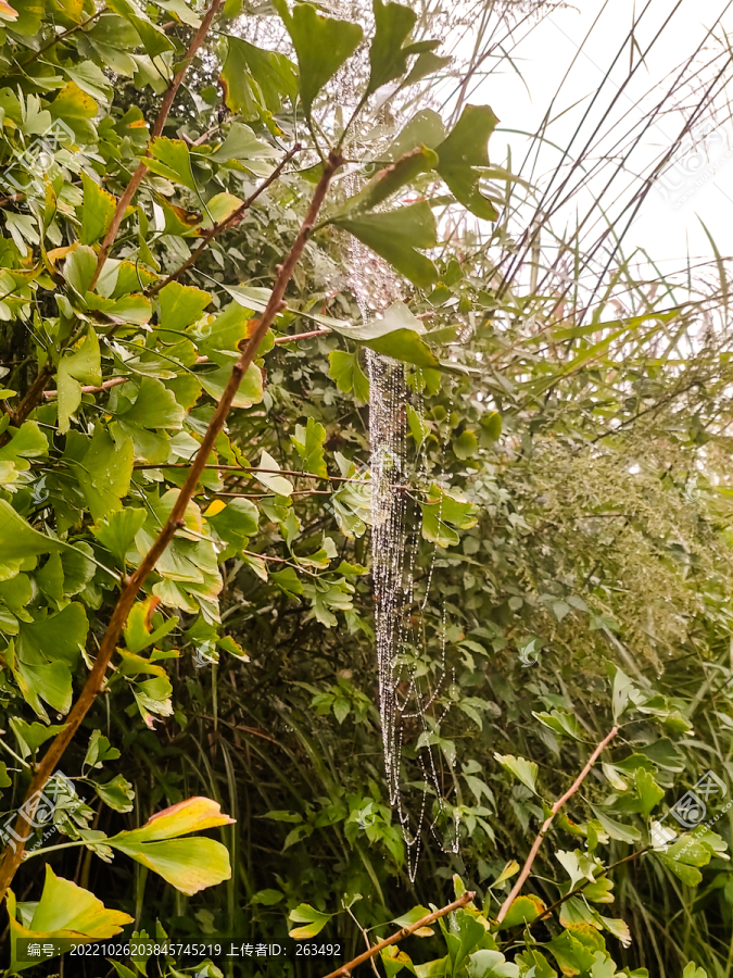 银杏树上的蜘蛛网水珠