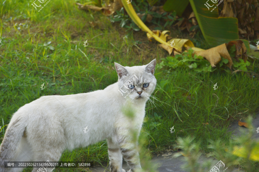 蓝眼睛的猫