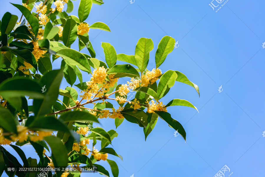 桂花金桂