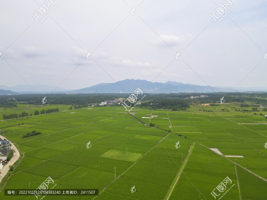 绿油油农田水稻种植基地