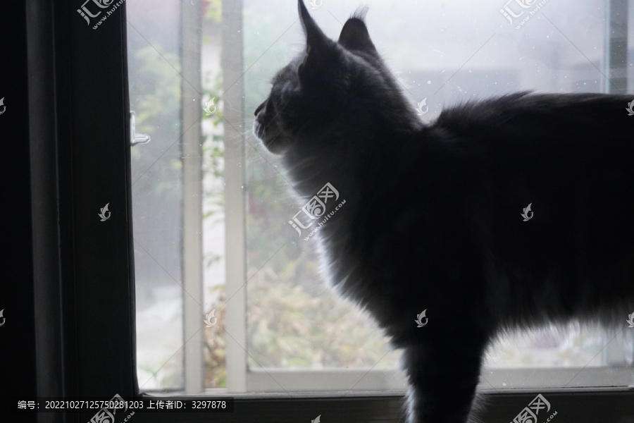 望着窗外的猫咪