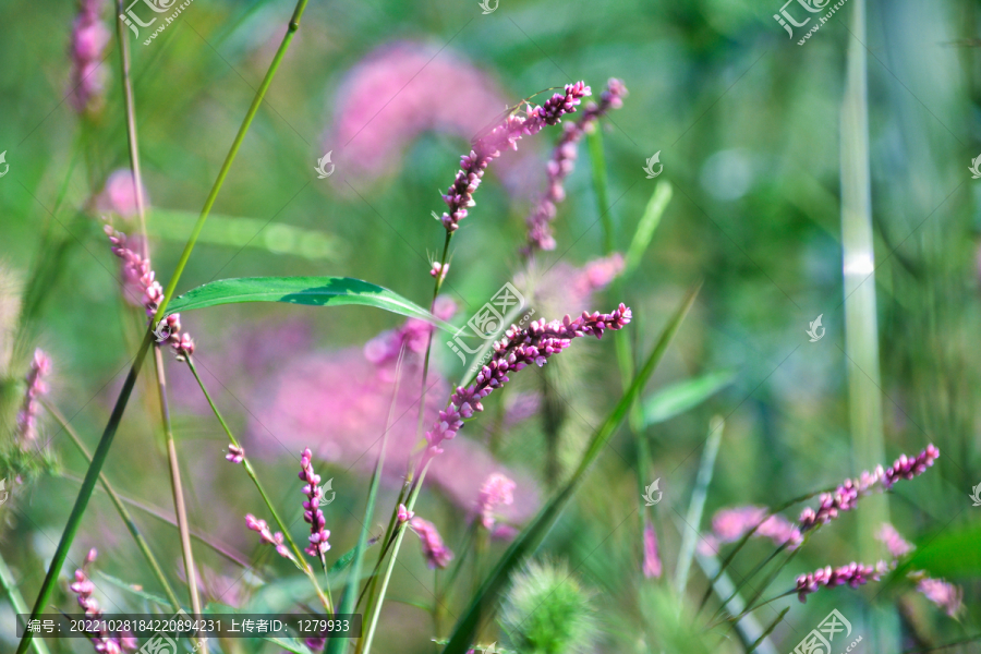 花草