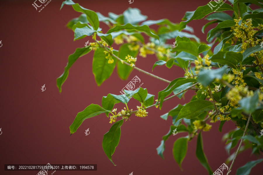 红墙桂花