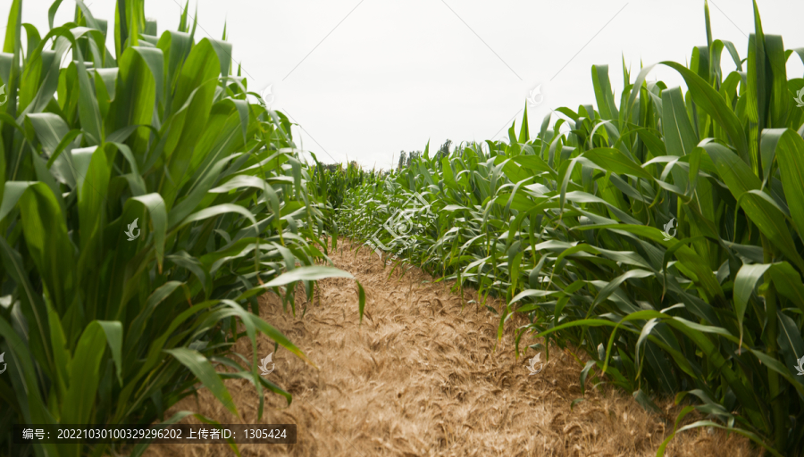 玉米小麦地