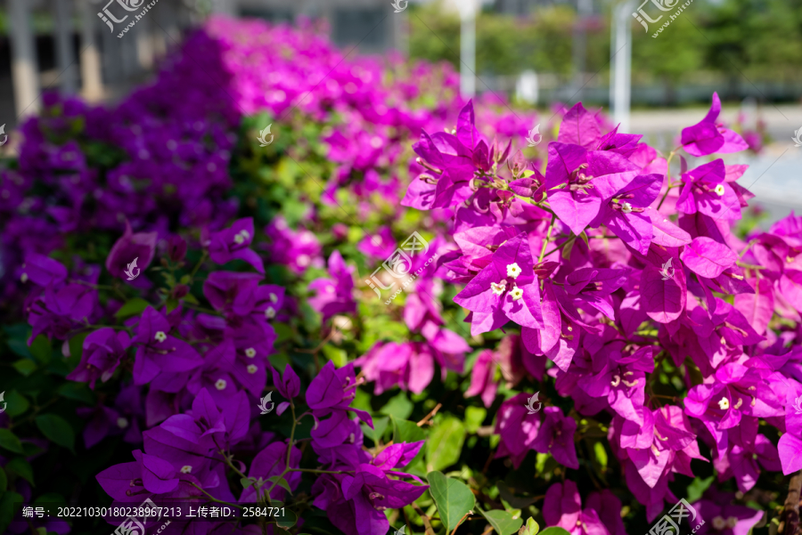 紫色三角梅叶子花