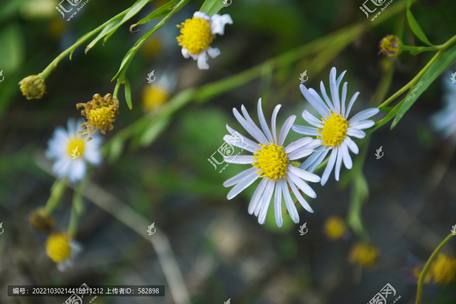 唯美紫菀花