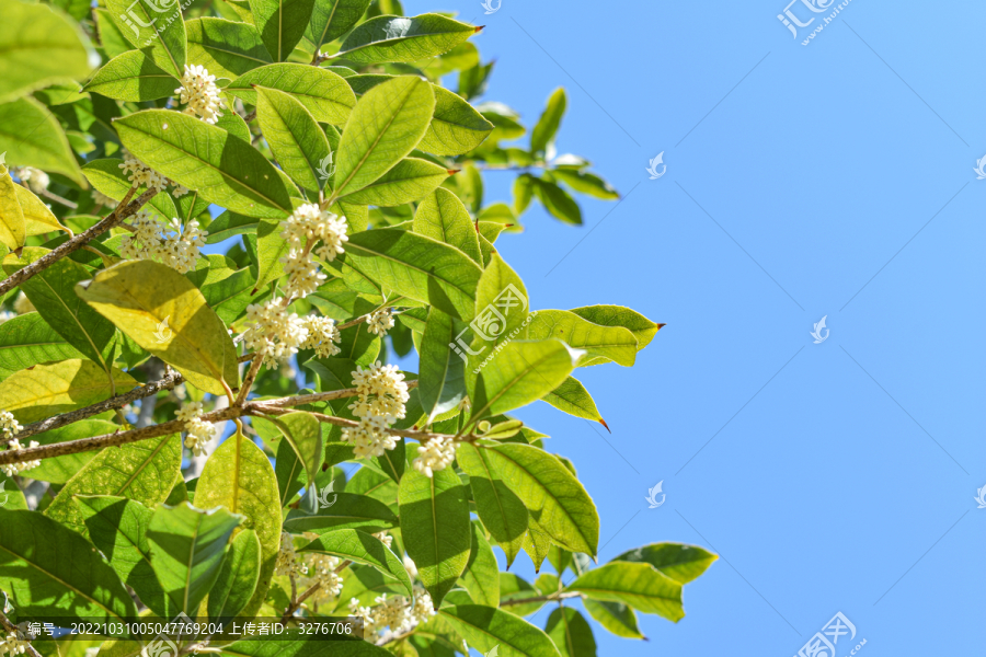 八月桂花岩桂木犀九里香金粟