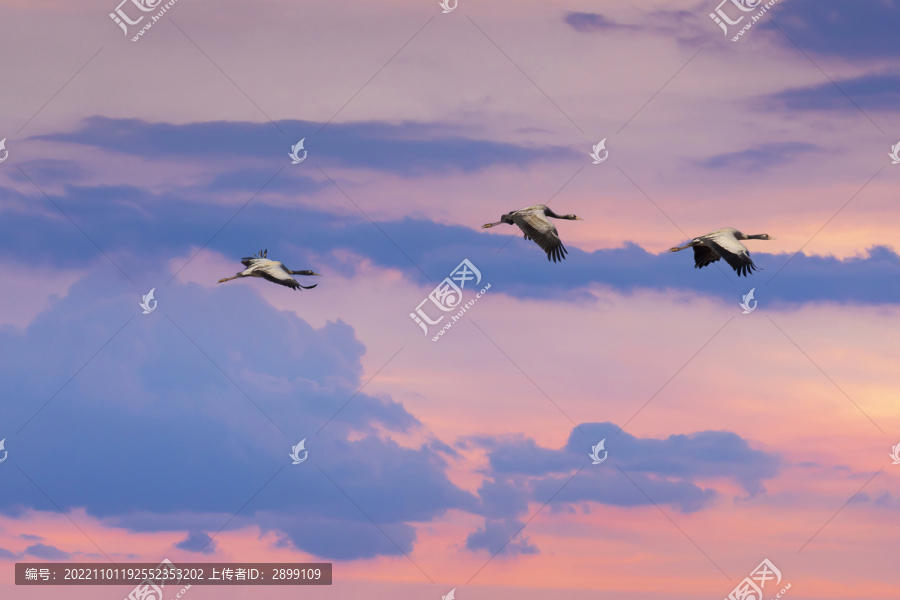天空一群黑颈鹤飞翔