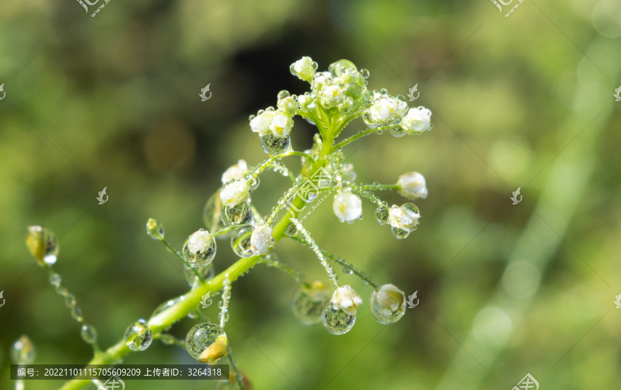 白花上的水珠