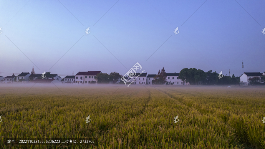 晨雾中的稻田