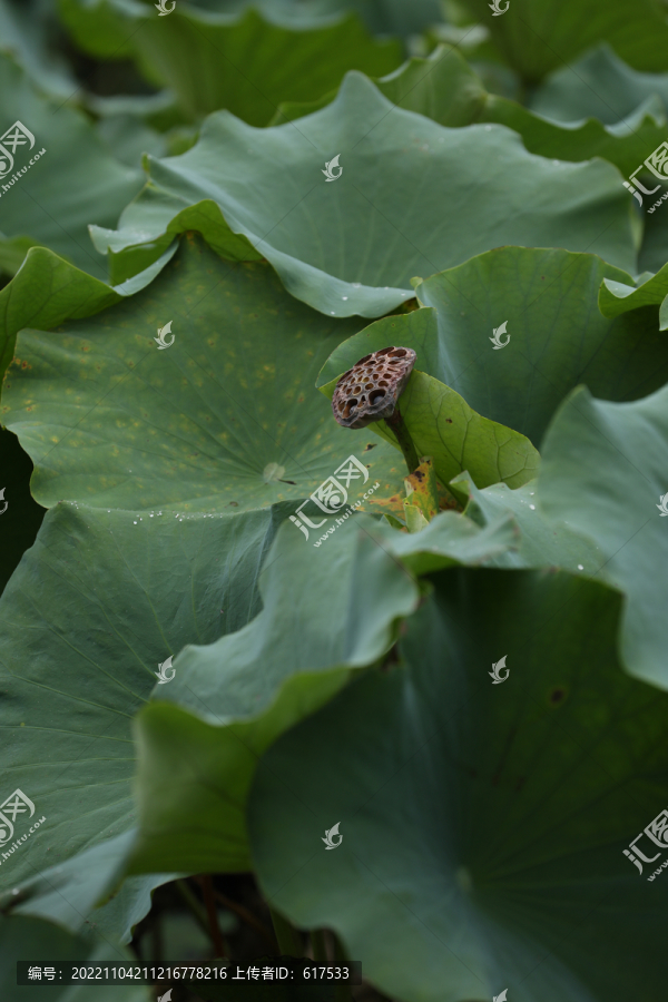 高清莲蓬摄影