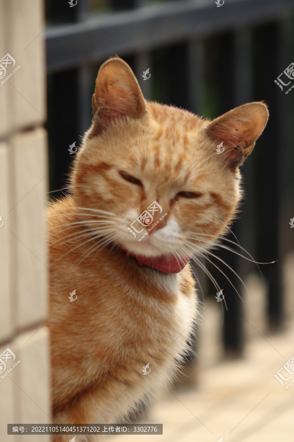 中华田园猫